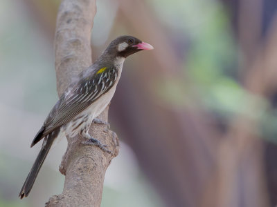 Greater Honeyguide - Grote Honingspeurder - Grand Indicateur