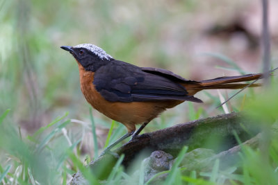 White-crowned Robin-Chat - Schubkaplawaaimaker - Cossyphe  calotte blanche