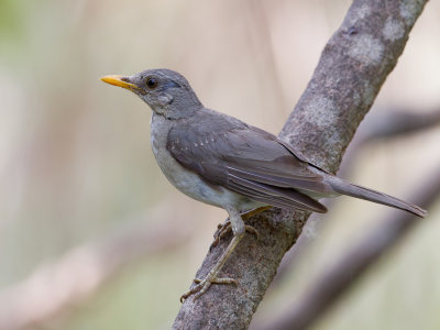 African Thrush - Pelioslijster - Merle africain