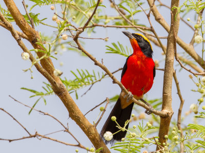 Yellow-crowned Gonolek - Goudkapfiskaal - Gonolek de Barbarie