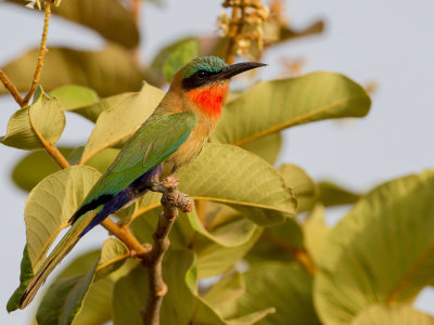 Red-throated Bee-eater - Roodkeelbijeneter - Gupier  gorge rouge