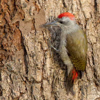 African Grey Woodpecker - Grijsgroene Specht - Pic goertan