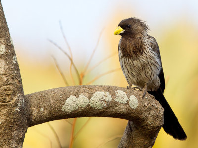 Western Plantain-eater - Grijze Bananeneter - Touraco gris