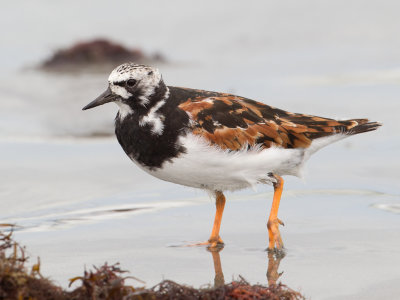 Ruddy Turnstone - Steenloper - Tournepierre  collier