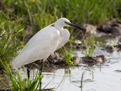 Little Egret - Kleine Zilverreiger - Aigrette garzette