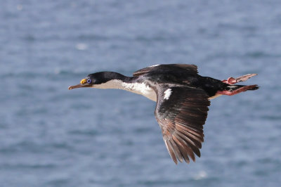 Imperial Shag - Keizeraalscholver - Cormoran impérial