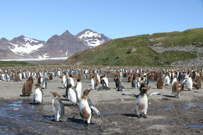 King Penguin - Koningspinguïn - Manchot royal
