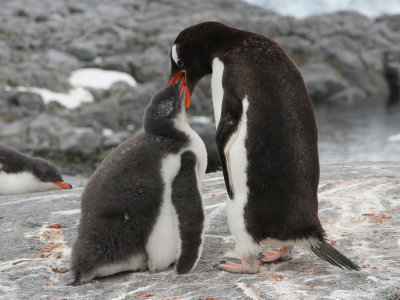 Gentoo Penguin - Ezelspinguïn - Manchot papou