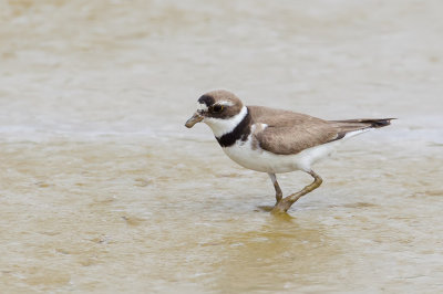 Semipalmated Plover - Amerikaanse Bontbekplevier - Pluvier semipalm
