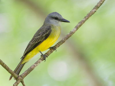 Tropical Kingbird - Tropische Koningstiran - Tyran mlancolique