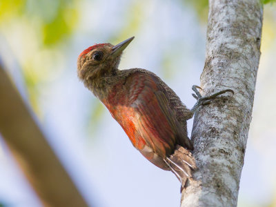 Blood-colored Woodpecker - Bloedrugspecht - Pic rougetre
