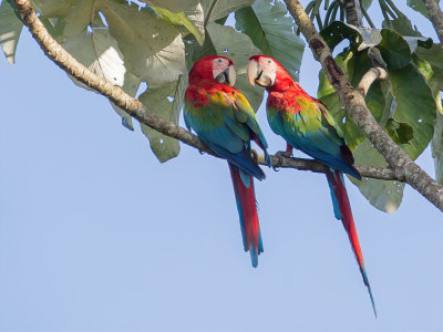 Red-and-green Macaw - Groenvleugelara - Ara chloroptre