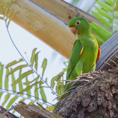 White-eyed Parakeet - Witoogaratinga - Conure pavouane