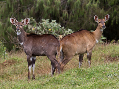 Mountain nyala (m + f)