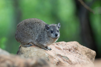 Yellow-spotted hyrax