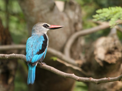 Birds of Togo and Benin 2011/2012