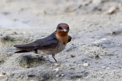 Pacific Swallow - Zuidzeezwaluw - Hirondelle de Tahiti