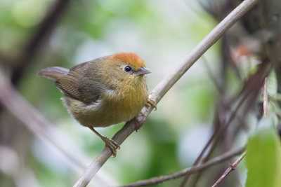 Rufous-capped Babbler - Roodkopboomtimalia - Timalie de Blyth