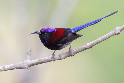 Black-throated Sunbird - Zwartkeelhoningzuiger - Souimanga sombre (m)