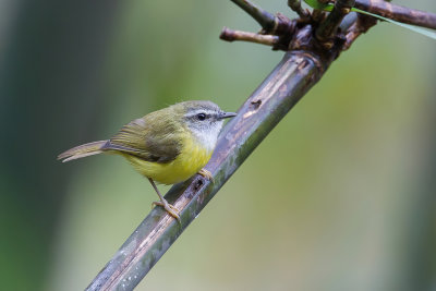 Yellow-bellied Warbler - Bamboeboszanger - Bouscarle  sourcils blancs
