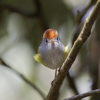 Chestnut-crowned Warbler - Kastanjekopboszanger - Pouillot  couronne marron