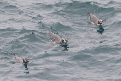 Humboldt Penguin - Humboldtpinguin - Manchot de Humboldt