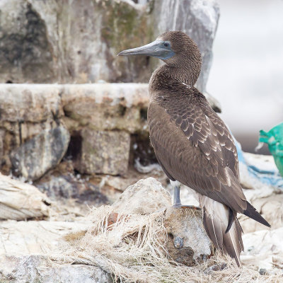 Peruvian Booby - Humboldtgent - Fou vari (j)