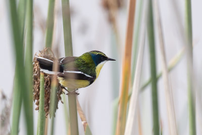 Many-colored Rush Tyrant - Ornaattachuri - Tyranneau omnicolore