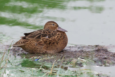 Cinnamon Teal - Kaneeltaling - Sarcelle cannelle (f)