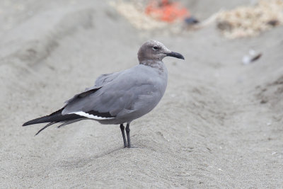 Gray Gull - Grijze Meeuw - Goland gris