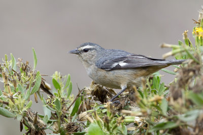 Cinereous Conebill - Grijze Spitssnavel - Conirostre cendré