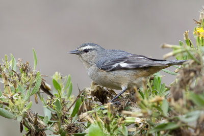 Cinereous Conebill - Grijze Spitssnavel - Conirostre cendr