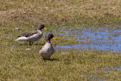 Yellow-billed Teal - Chileense Taling - Sarcelle tachete
