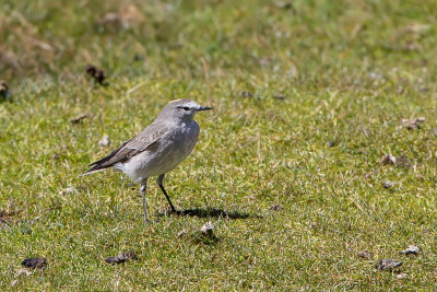 Ochre-naped Ground Tyrant - Geelnekgrondtiran - Dormilon à nuque jaune