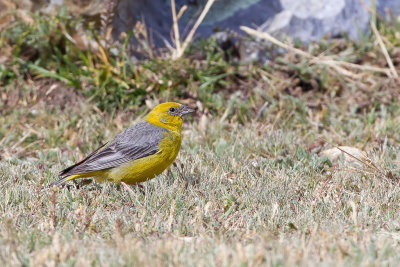 Bright-rumped Yellow Finch - Grijsrugsaffraangors - Bright-rumped Yellow Finch
