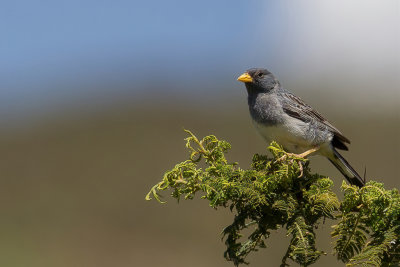 Band-tailed Sierra Finch - Bandstaartsierragors - Phrygile  queue barre