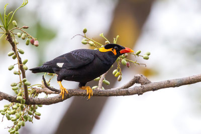 Hill Myna - Grote Beo - Mainate religieux