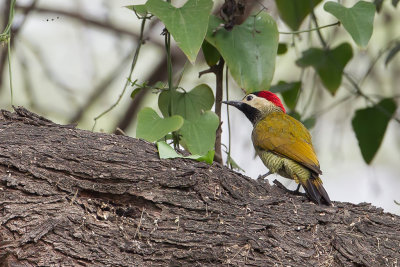 Golden-olive Woodpecker - Olijfrugspecht - Pic or-olive