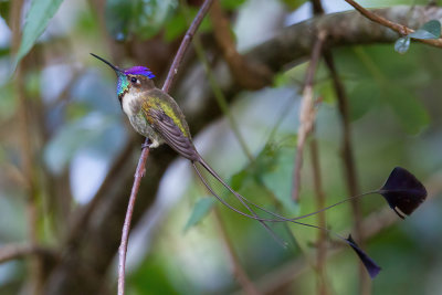 Marvellous Spatuletail - Vlagkolibrie - Loddigésie admirable