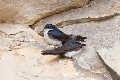 Blue-and-white Swallow - Blauwwitte Zwaluw - Hirondelle bleu et blanc