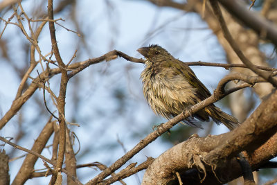 Streaked saltator - Gestreepte Saltator - Saltator strié