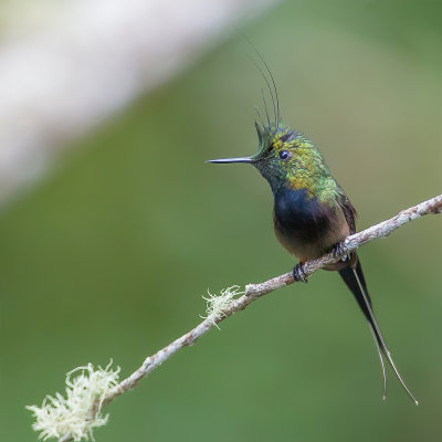 Wire-crested Thorntail - Gekuifde Draadkolibrie - Coquette de Popelaire (m)