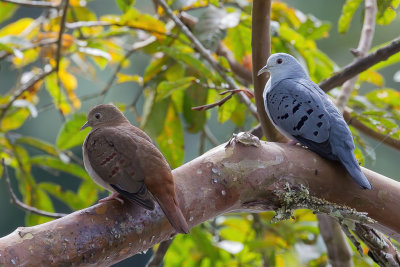 Blue Ground Dove - Blauwe Grondduif - Colombe bleute (m+f)