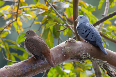 Blue Ground Dove - Blauwe Grondduif - Colombe bleutée (m+f)