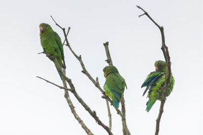 Cobalt-winged Parakeet - Kobaltvleugelparkiet - Toui de Deville