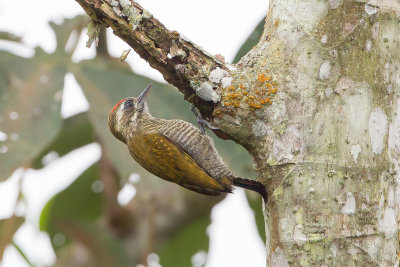 Little Woodpecker - Musspecht - Pic passerin