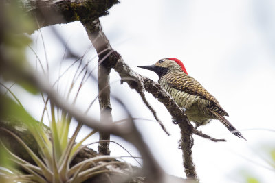 Black-necked Woodpecker - Zwartnekgrondspecht - Pic  cou noir