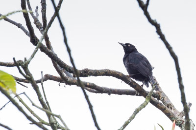 Pale-eyed Blackbird - Drijftiltroepiaal - Carouge  oeil clair