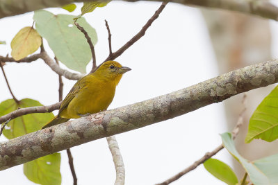 Tooth-billed Tanager - Hooglandlevertangare - Piranga bourgogne (f)