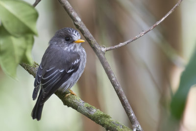 Humblot's Flycatcher - Humblots Vliegenvanger - Gobemouche des Comores